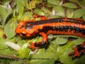 Salamandra salamandra fastuosa